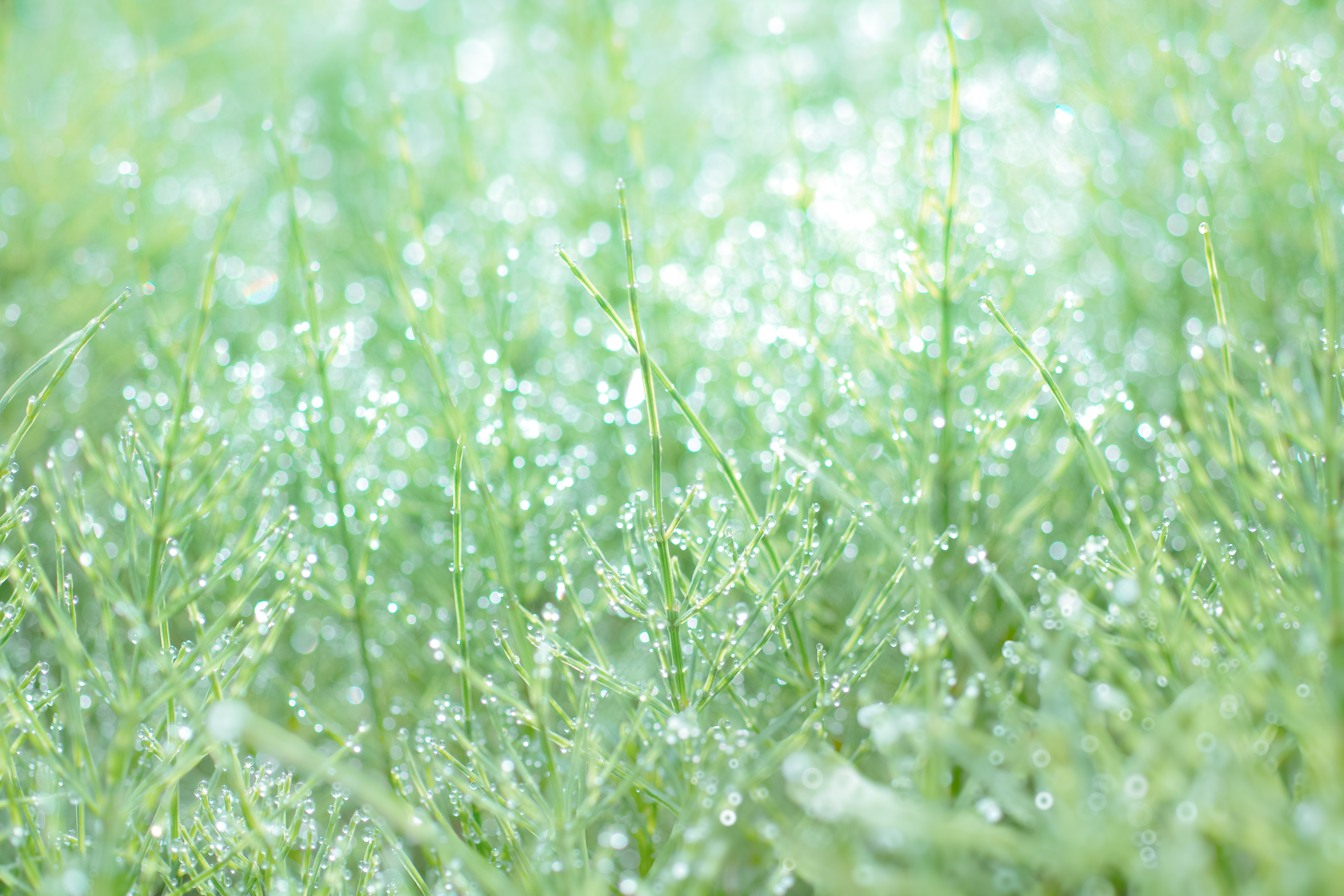 上原林業について